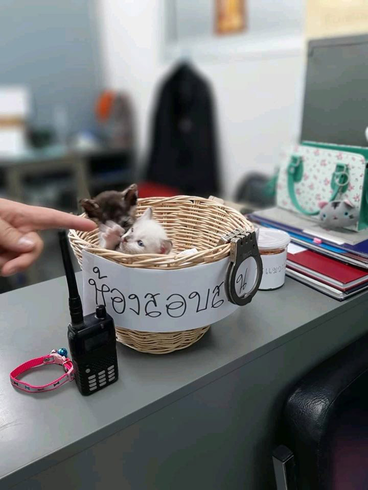 มะลิ กะปิ แมวโรงพัก