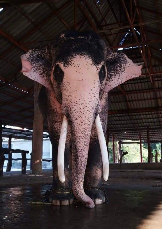 ช้างเผือก