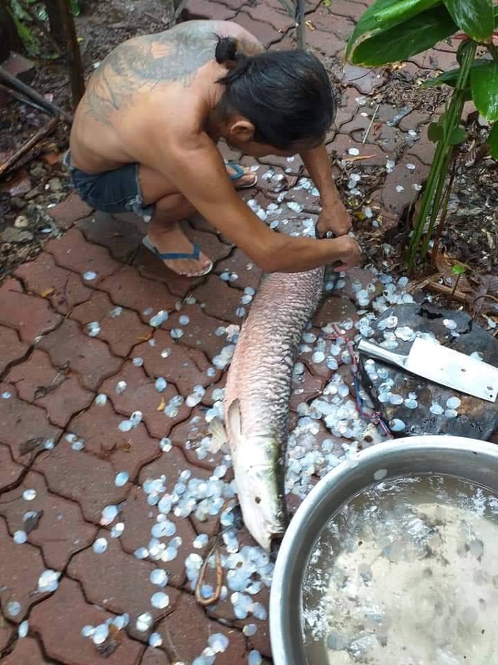 ปลาทำลายระบบนิเวศ