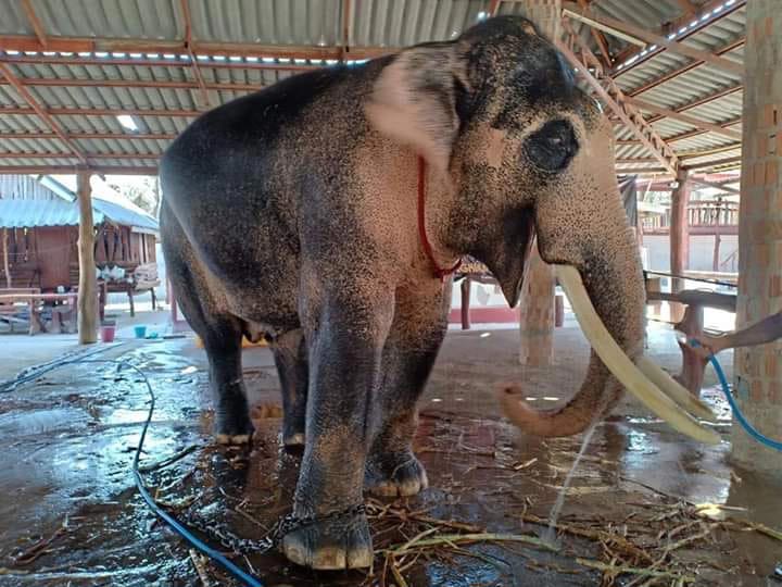 ช้างเผือก