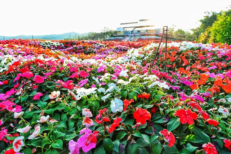 ฟลอร่า พาร์ค