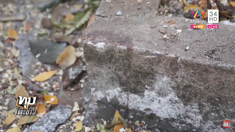 ต้นไม้ล้มทับคน