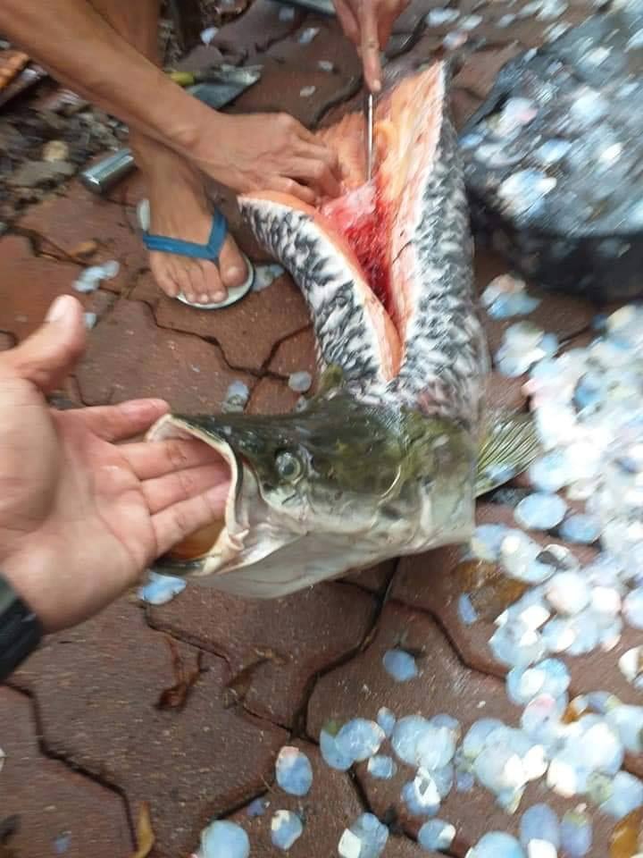 ปลาทำลายระบบนิเวศ