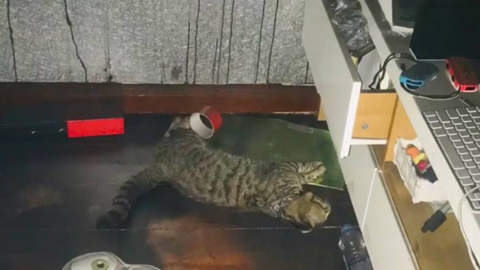 บอล บางแก้ว