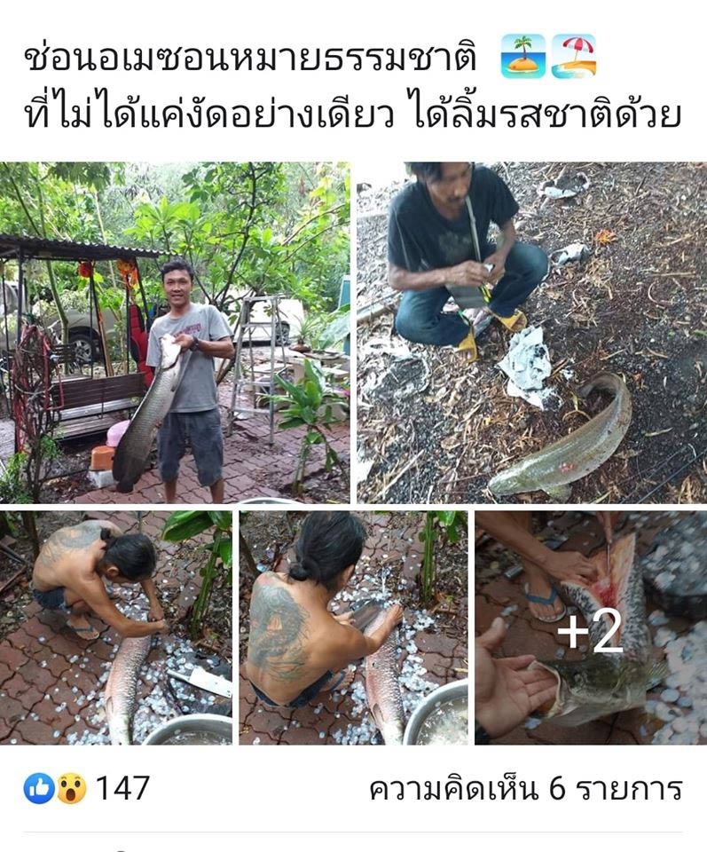 ปลาทำลายระบบนิเวศ