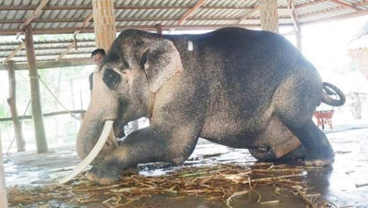 ช้างเผือก