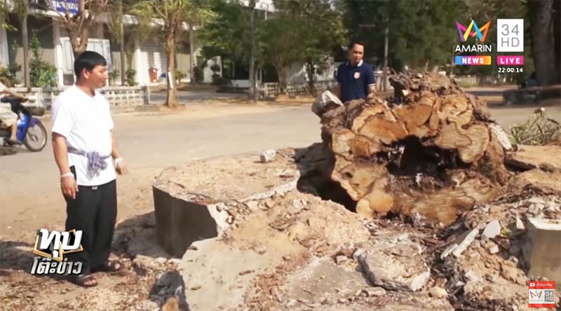 ต้นไม้ล้มทับคน