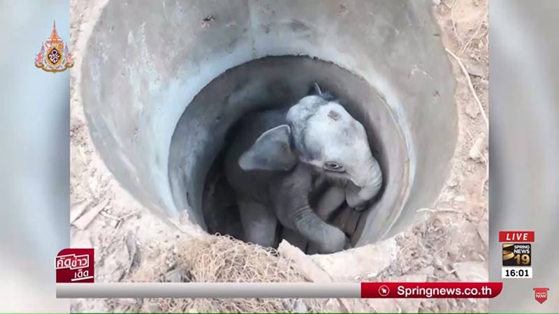 ช้างบาดเจ็บ