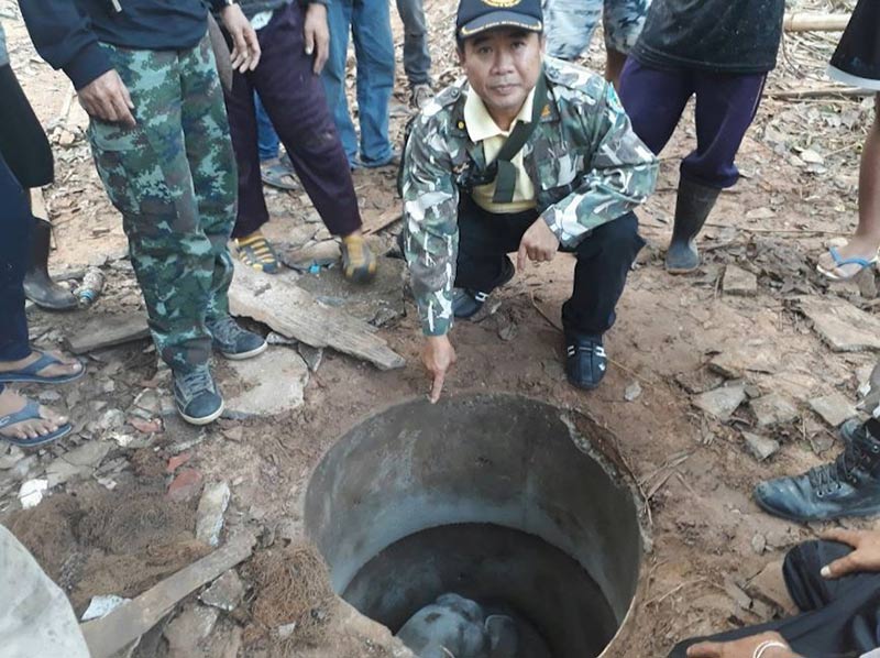 ช้างบาดเจ็บ