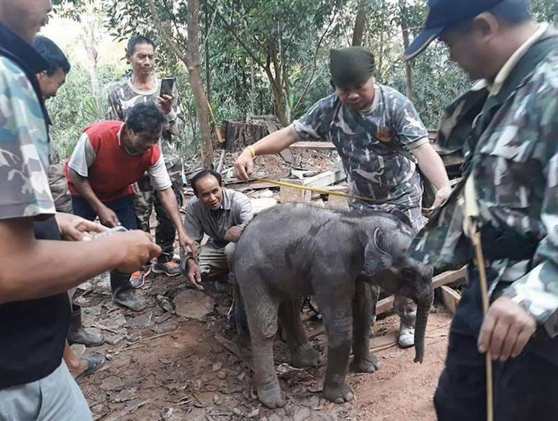 ช้างบาดเจ็บ