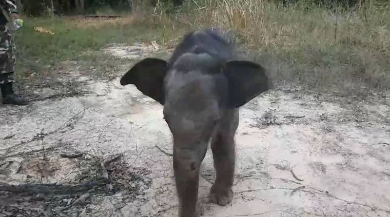 ช้างบาดเจ็บ