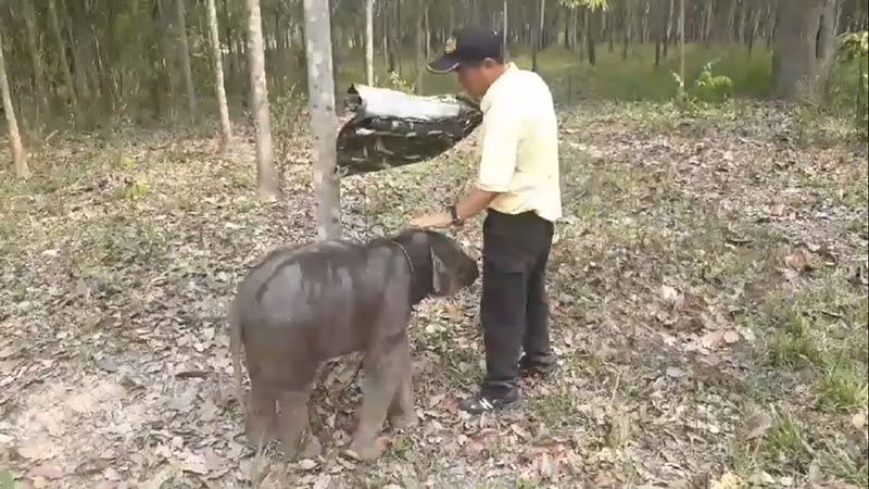 ช้างบาดเจ็บ