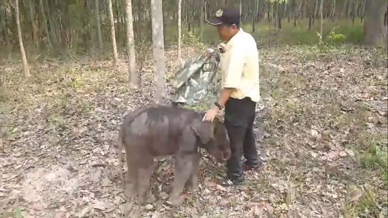 ช้างบาดเจ็บ