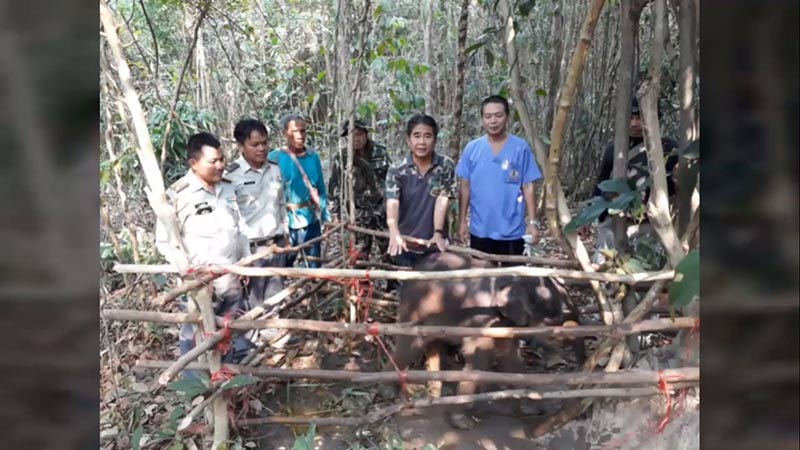 ช้างบาดเจ็บ