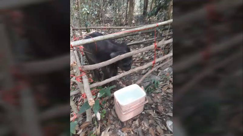 ช้างบาดเจ็บ