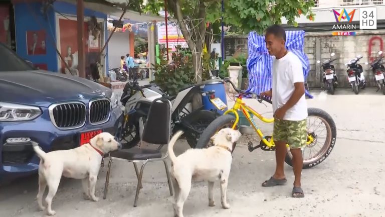 ลูกหมูหมาบุฟเฟต์