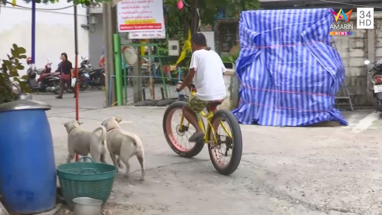 ลูกหมูหมาบุฟเฟต์