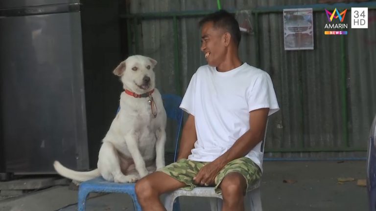 ลูกหมูหมาบุฟเฟต์