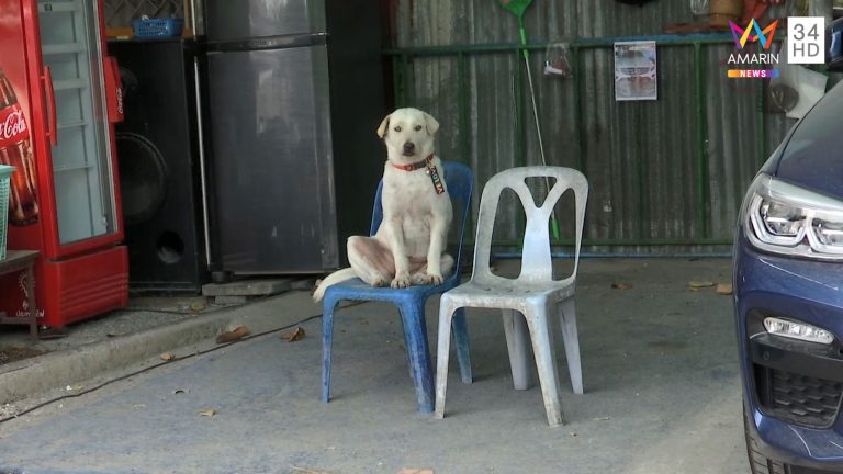 ลูกหมูหมาบุฟเฟต์