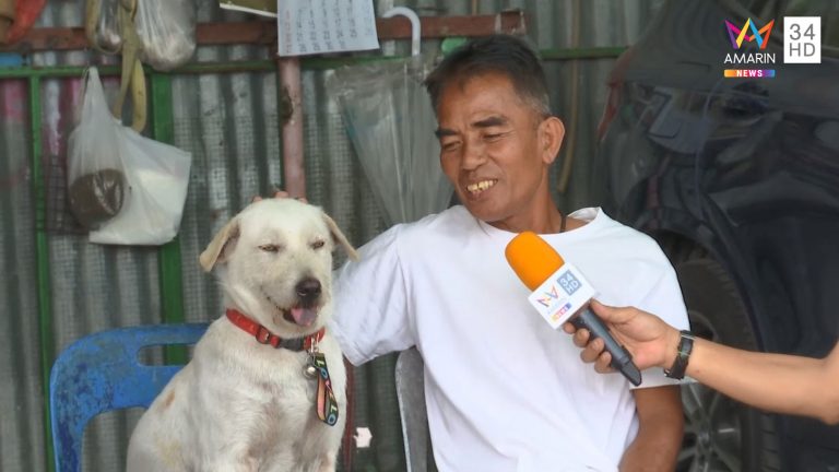 ลูกหมูหมาบุฟเฟต์