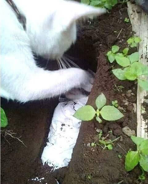 ขุดหลุมฝังลูก