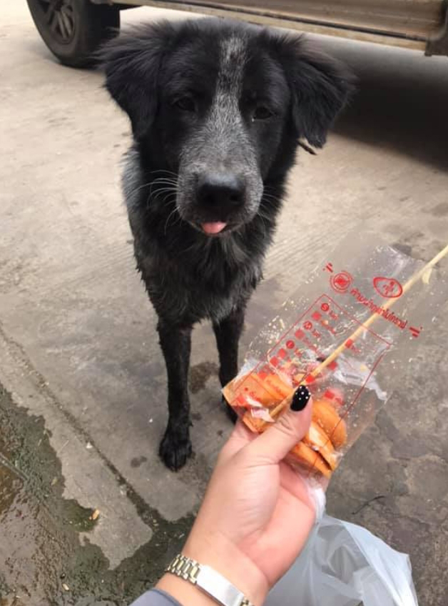 หมาหน้าเซเว่น