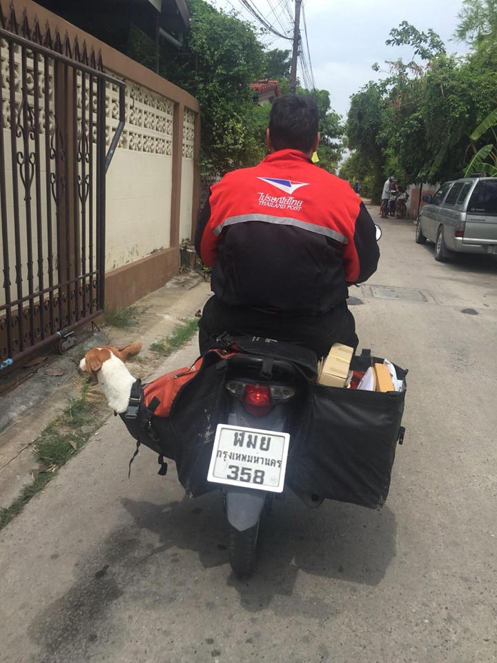 ช่วยหมา