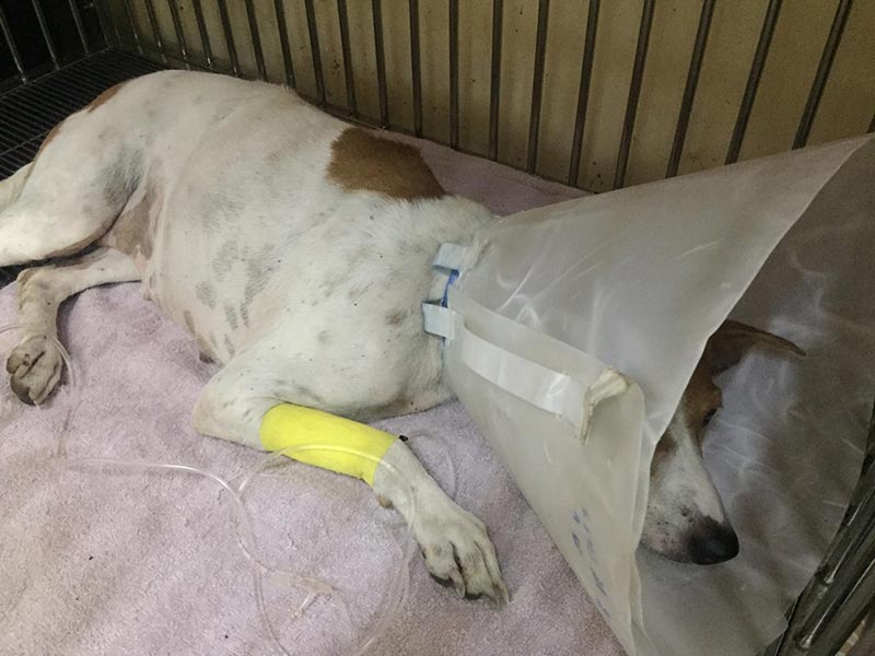 ช่วยหมา