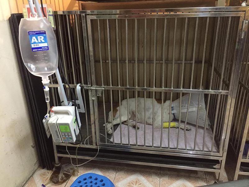 ช่วยหมา