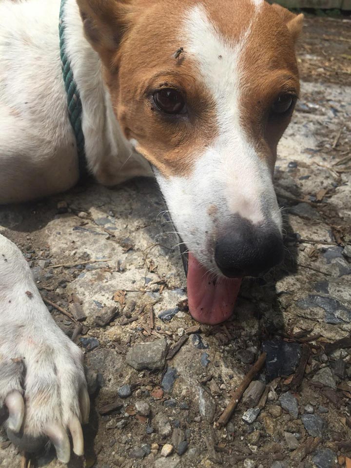 ช่วยหมา