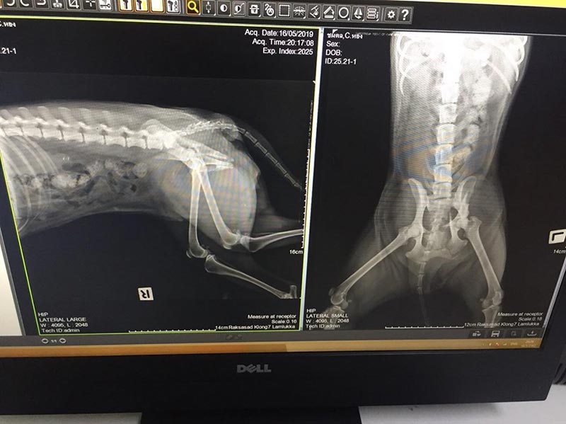 ช่วยหมา