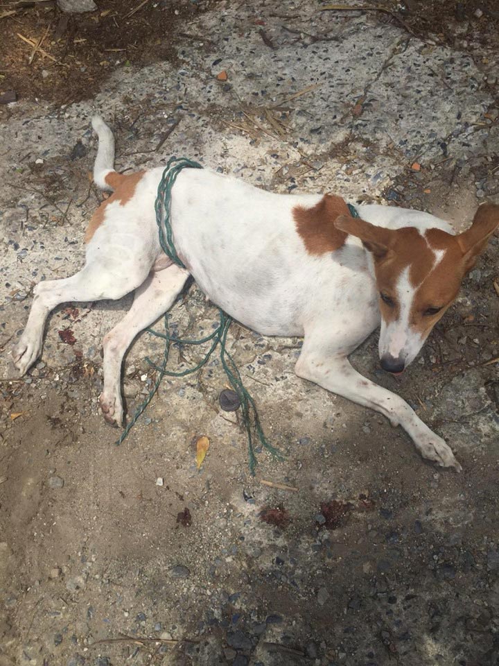 ช่วยหมา