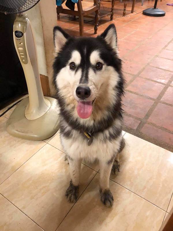 ตัดขนไซบีเรียน