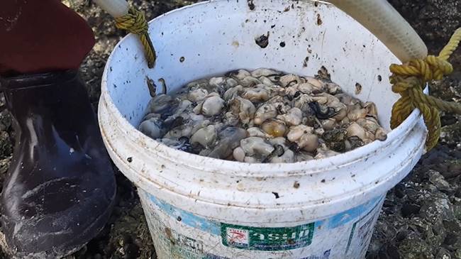 ชาวบ้านแห่เก็บหอยขาย