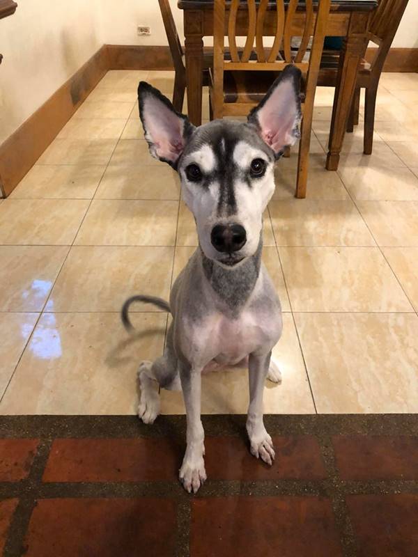 ตัดขนไซบีเรียน