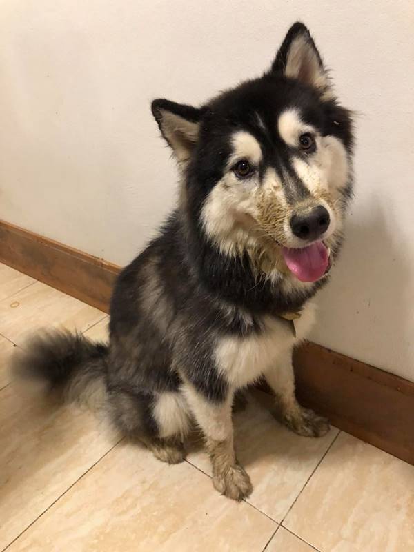 ตัดขนไซบีเรียน