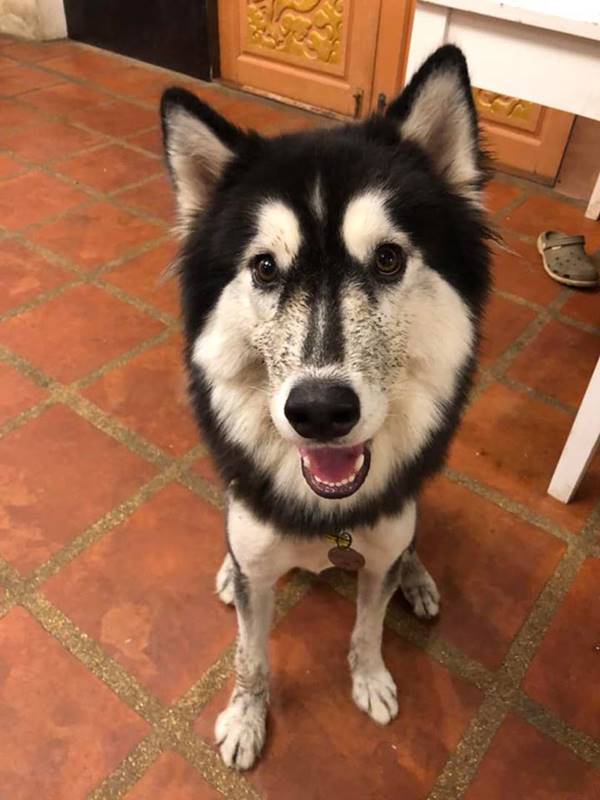 ตัดขนไซบีเรียน