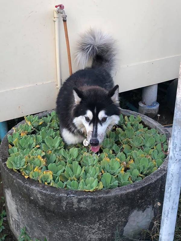 ตัดขนไซบีเรียน