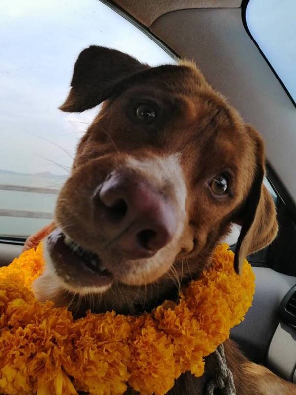 บุญรอด หมาลอยคอกลางทะเล