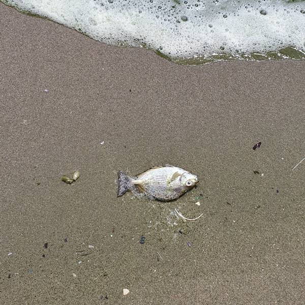 ทะเลบางแสน