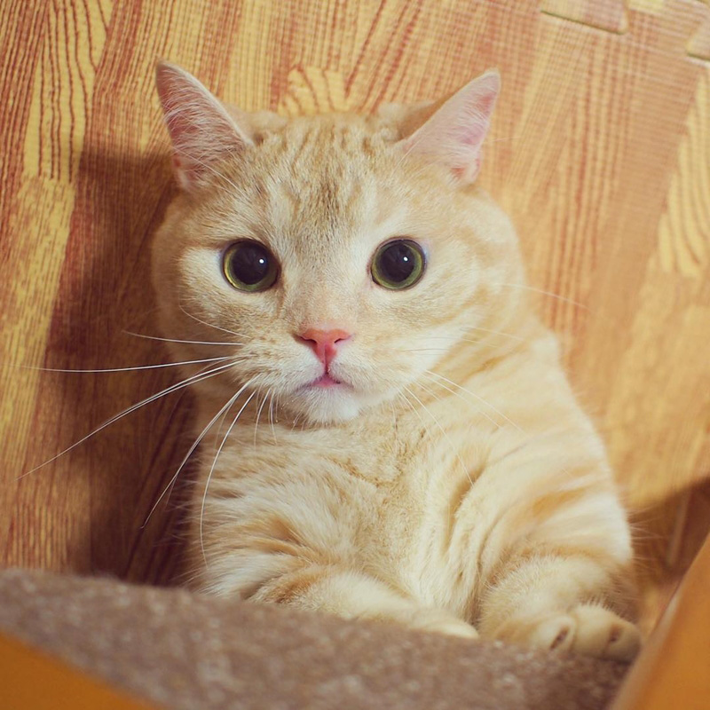 แมวมันช์กิ้น