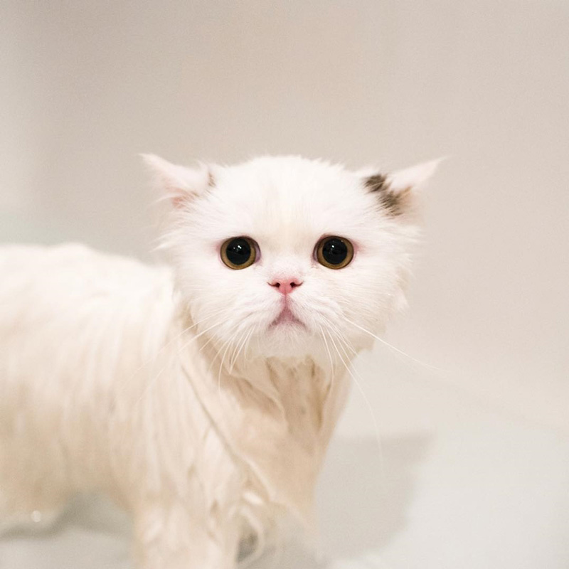 แมวมันช์กิ้น