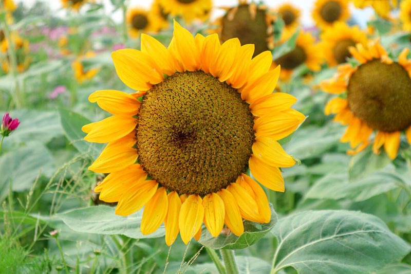 ต้นกล้าเกษตรแฟร์ สระบุรี