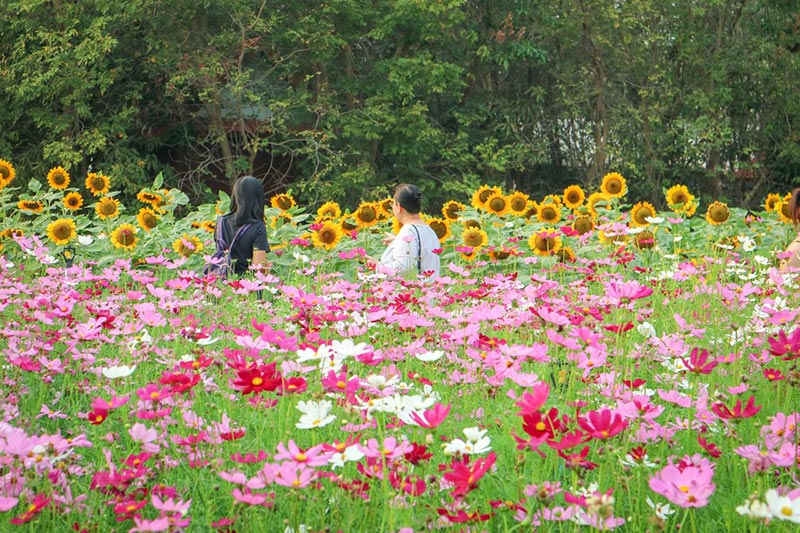 ต้นกล้าเกษตรแฟร์ สระบุรี
