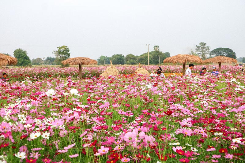 ต้นกล้าเกษตรแฟร์ สระบุรี