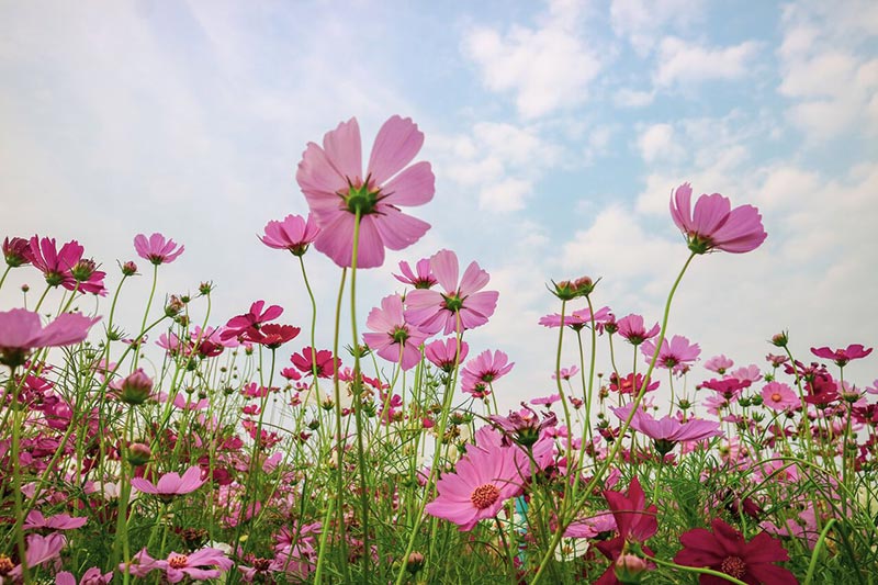 ต้นกล้าเกษตรแฟร์ สระบุรี