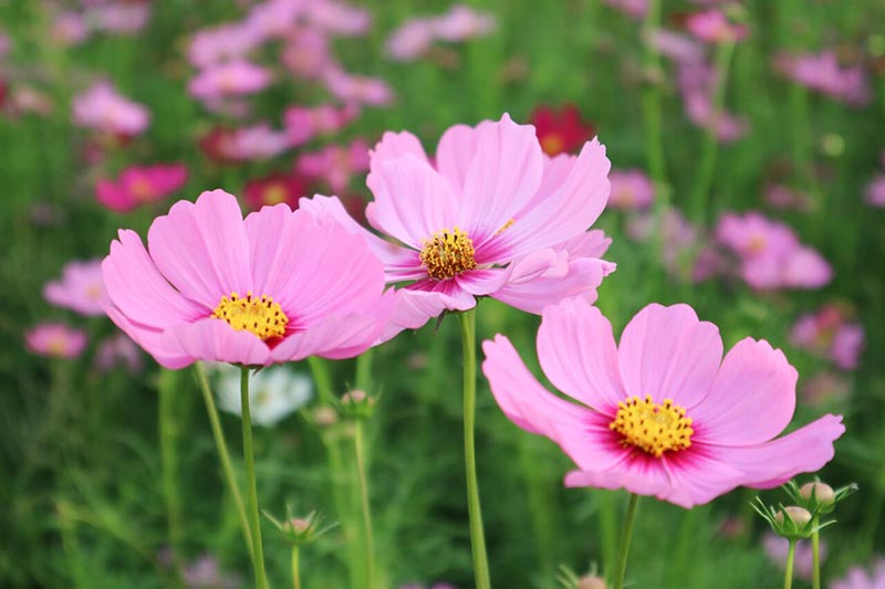 ต้นกล้าเกษตรแฟร์ สระบุรี