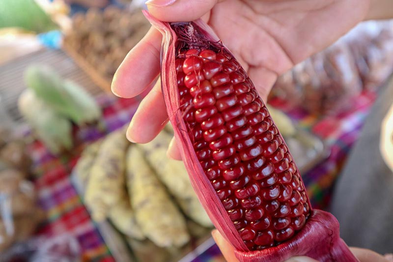 ต้นกล้าเกษตรแฟร์ สระบุรี