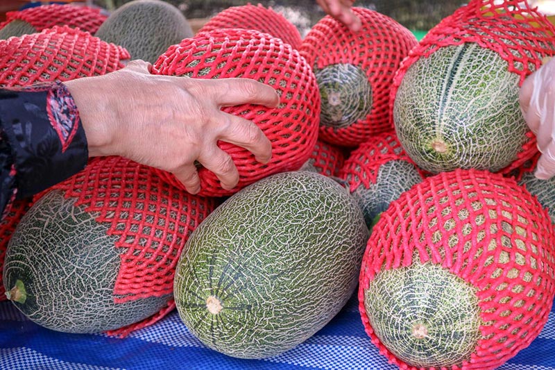 ต้นกล้าเกษตรแฟร์ สระบุรี