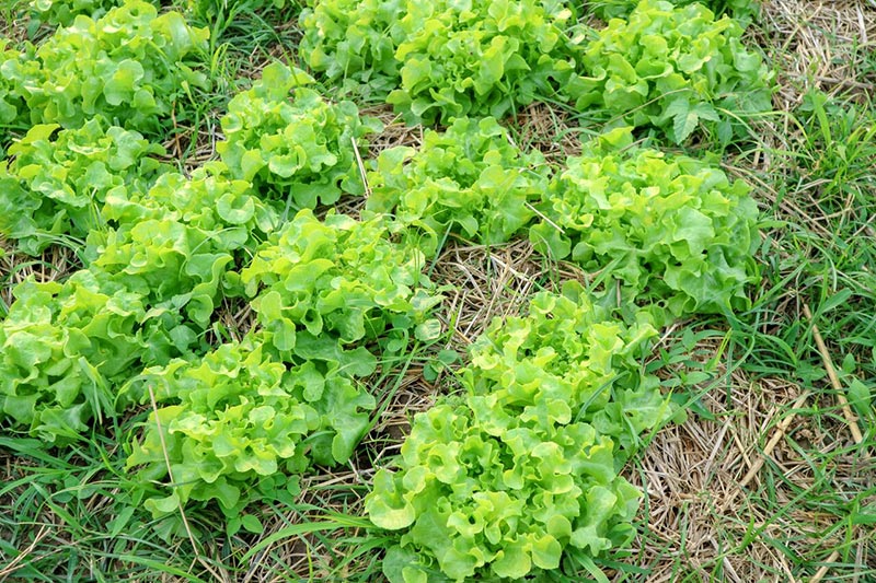 ต้นกล้าเกษตรแฟร์ สระบุรี